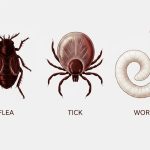 Common Parasites Affecting Pets