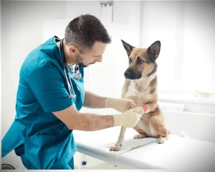 Are Vaccines Safe for Pets?