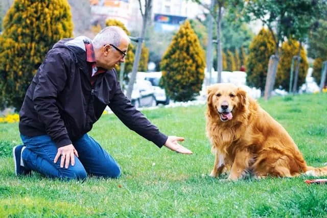 Dog training and behavior Featured image