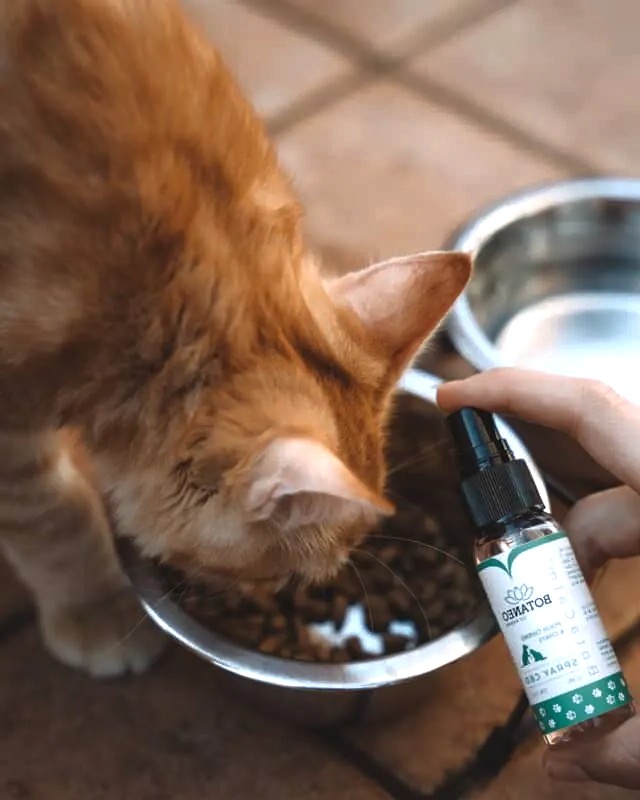 Most Common Toxic Foods to Avoid for Dogs and Cats