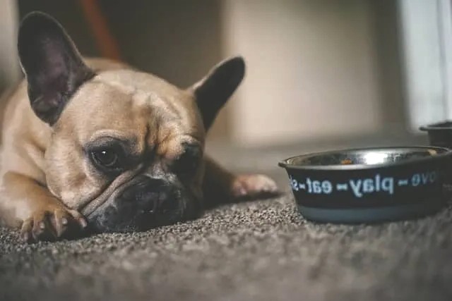 Tips for Transitioning Your Pet to a New Brand