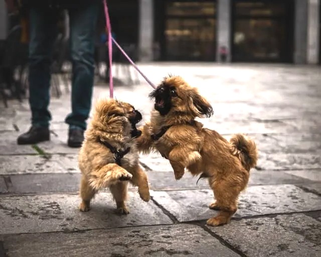 Training and Socialization