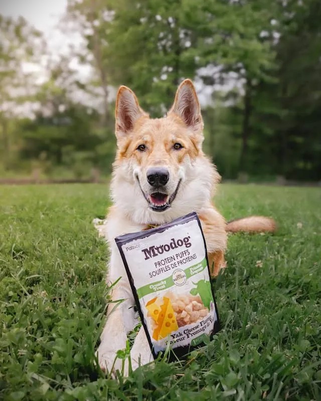 Understanding Pet Nutritional Needs