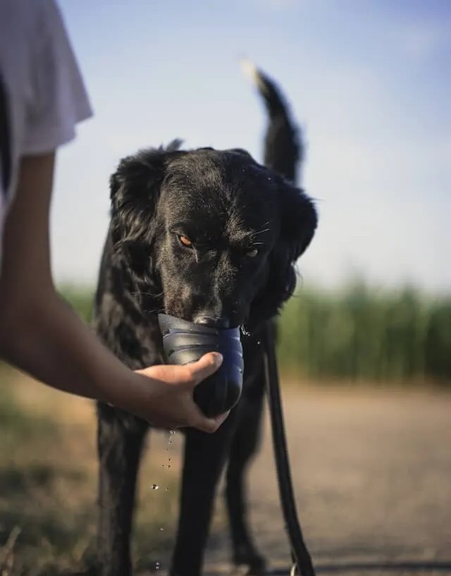 Choosing the right food brand