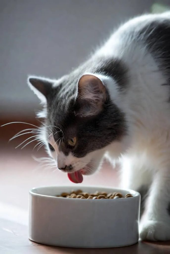 Understanding Basic Cat Care Tips