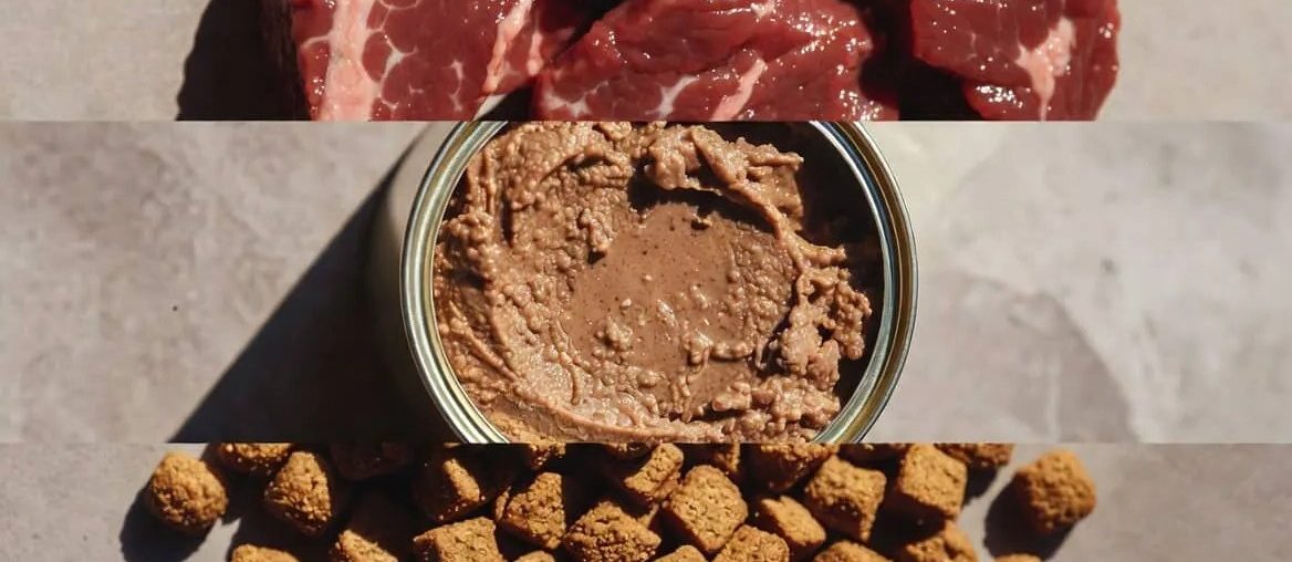 Best food types(dry,wet,raw) Featured image