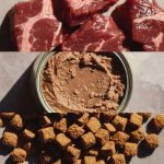 Best food types(dry,wet,raw) Featured image