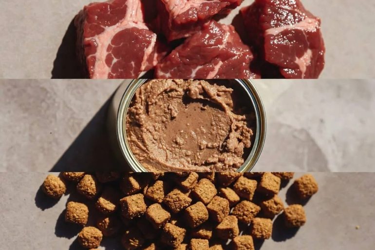 Best food types(dry,wet,raw) Featured image