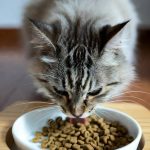 Basic Cat care Tips Featured image