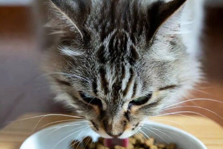 Basic Cat care Tips Featured image