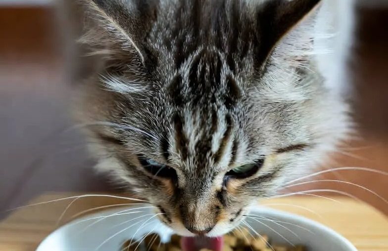 Basic Cat care Tips Featured image