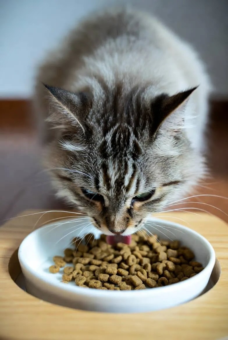 Basic Cat care Tips Basic Cat care Tips Featured image