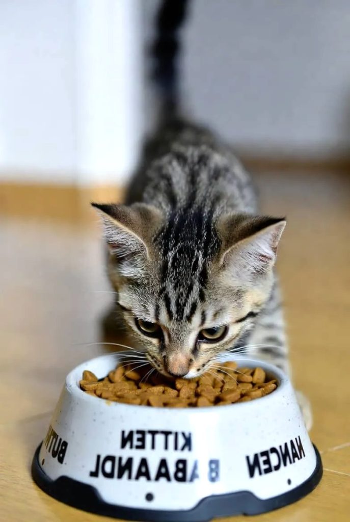 Nutrition and Feeding Essentials for Kittens