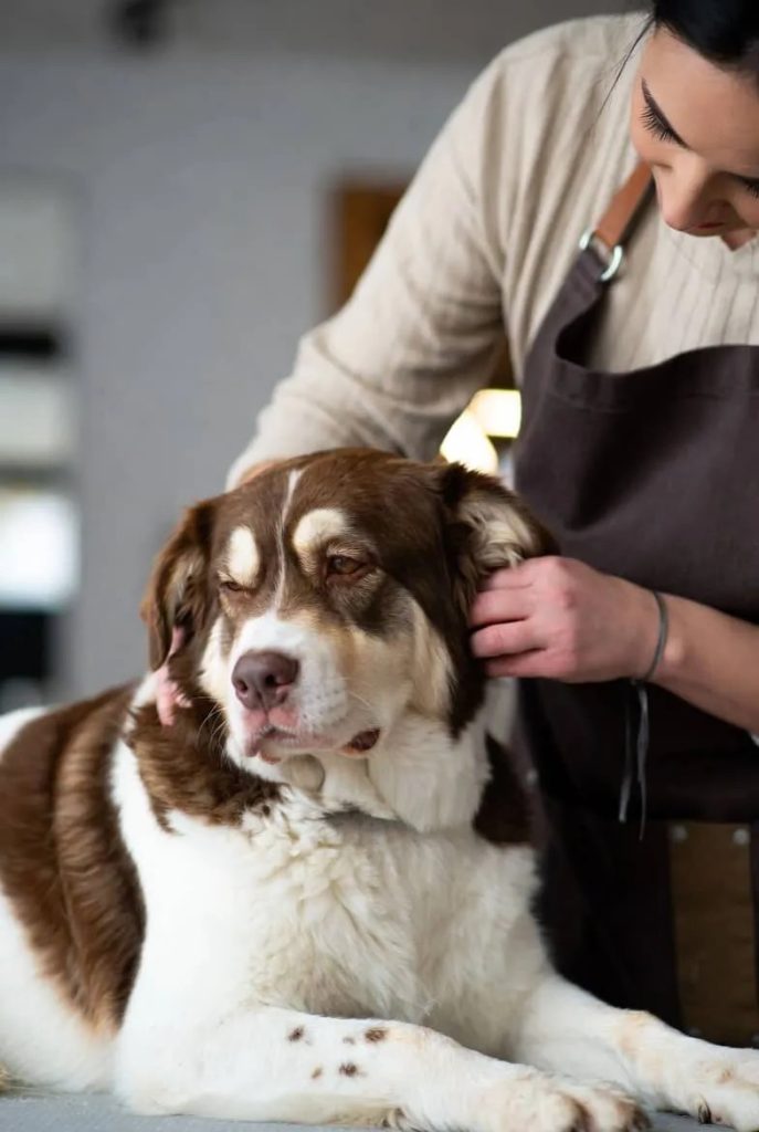Basic Dog Grooming and Hygiene Routine