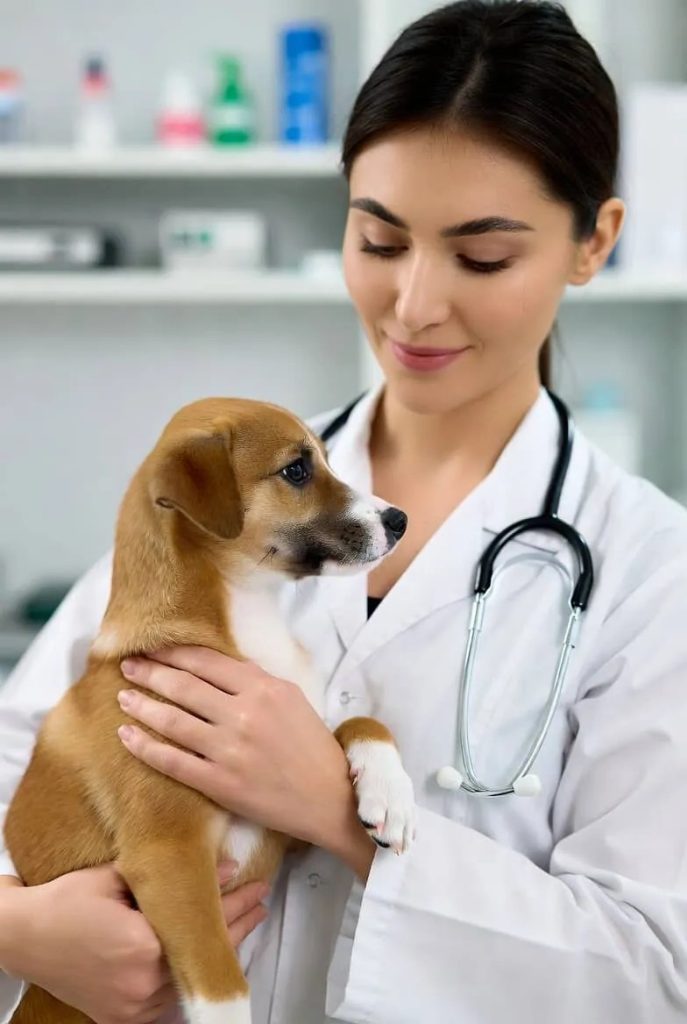 Understanding Dog Health