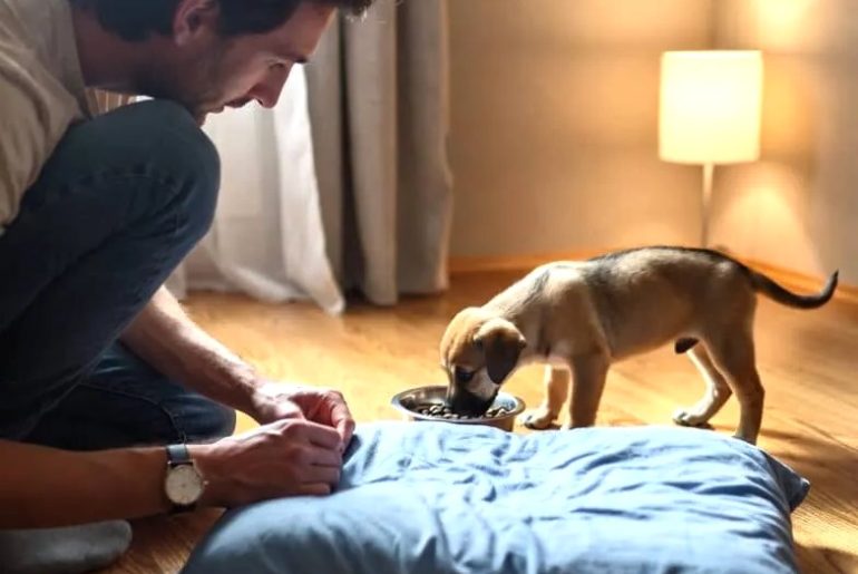 Puppy care essentials Featured image