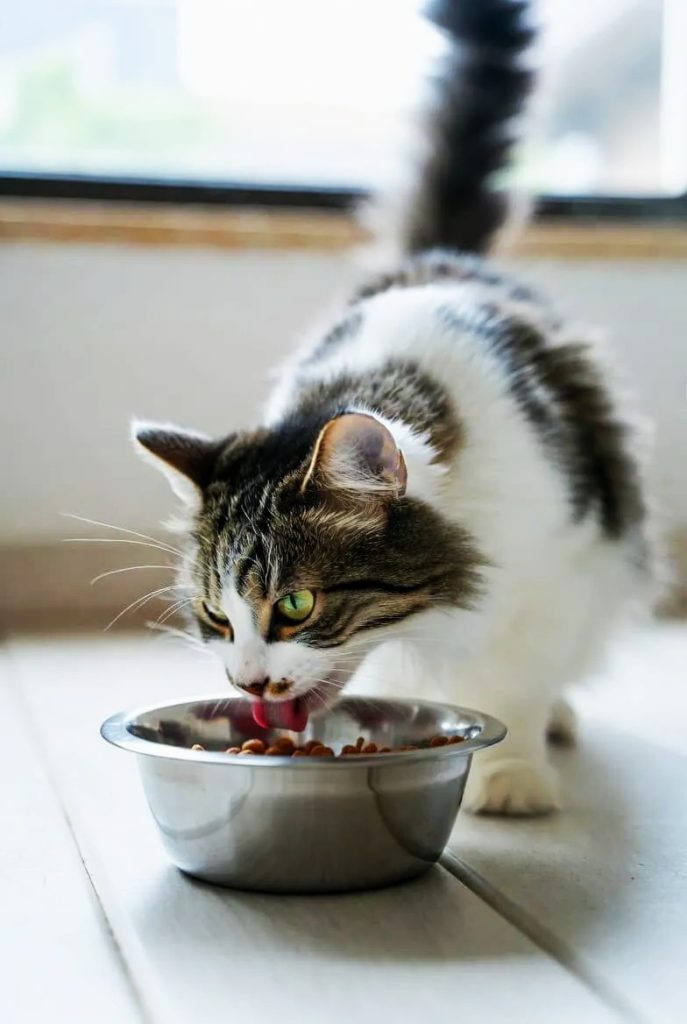 Nutrition and Feeding Essentials for Cats