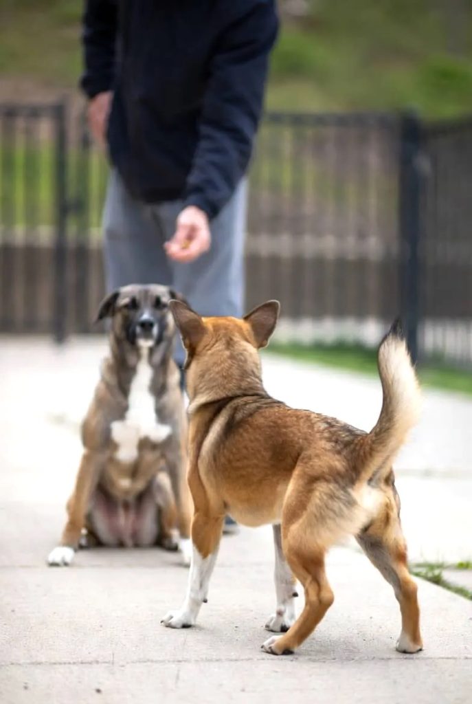 Basic Dog Training Techniques