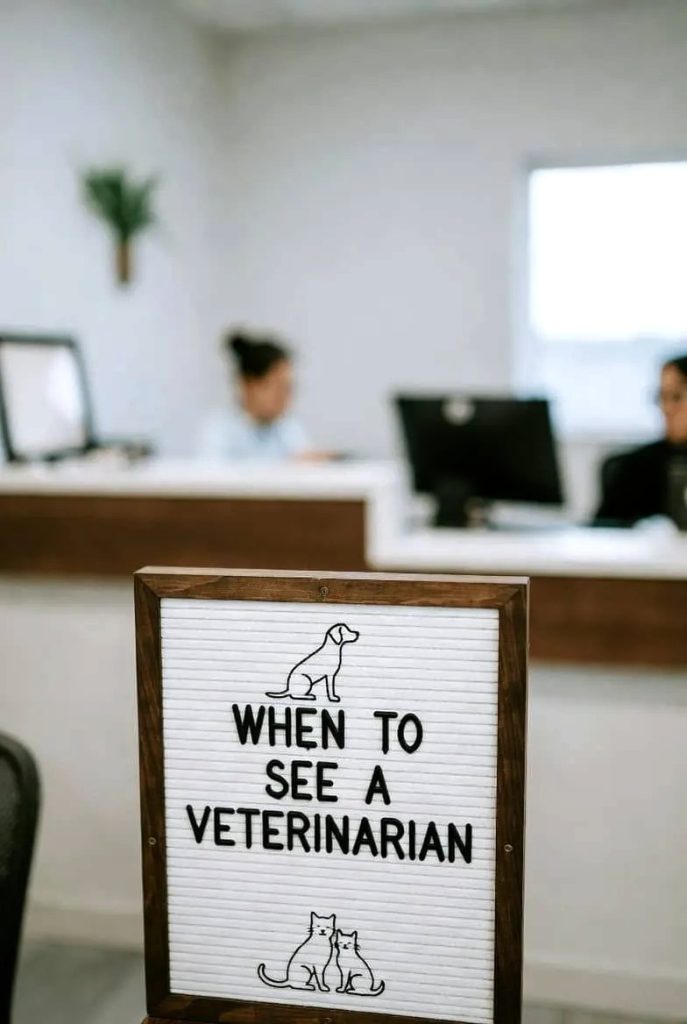 When to See a Veterinarian