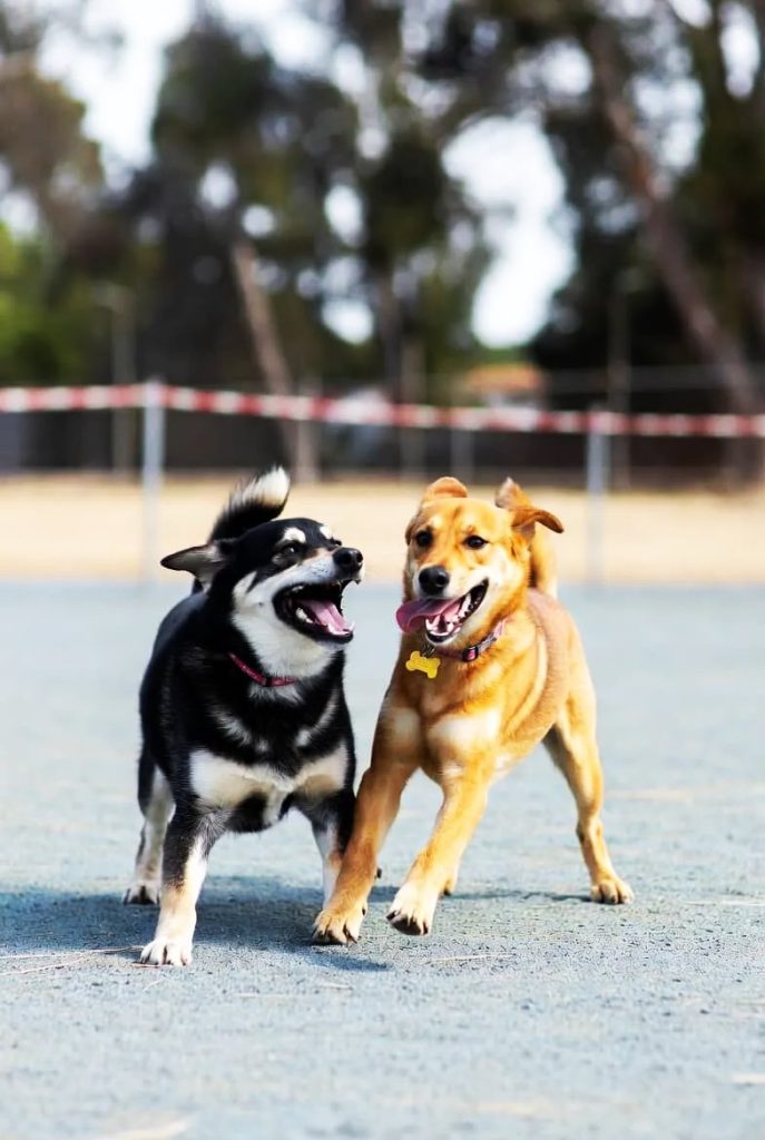 Advanced Training and Behavior Correction