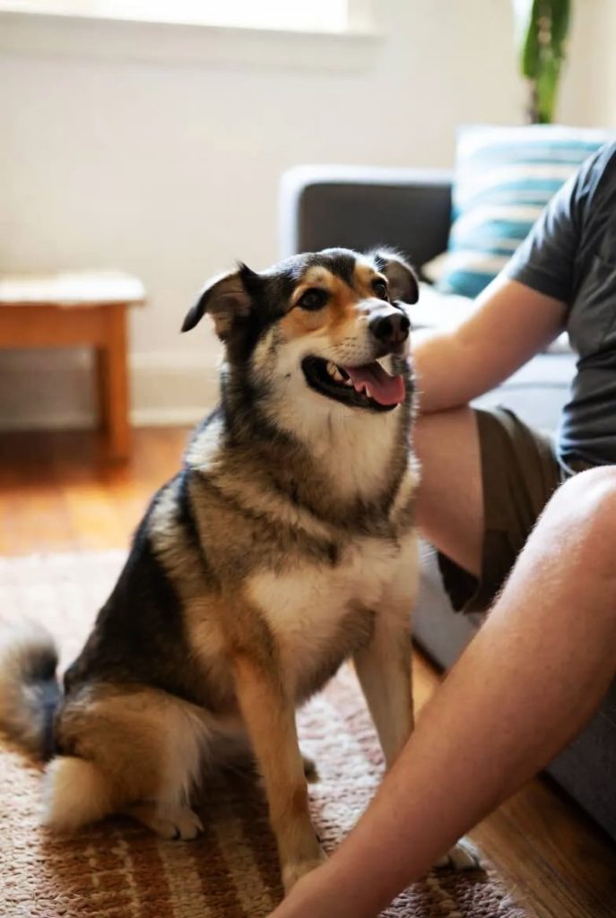 Dog training and behavior introduction