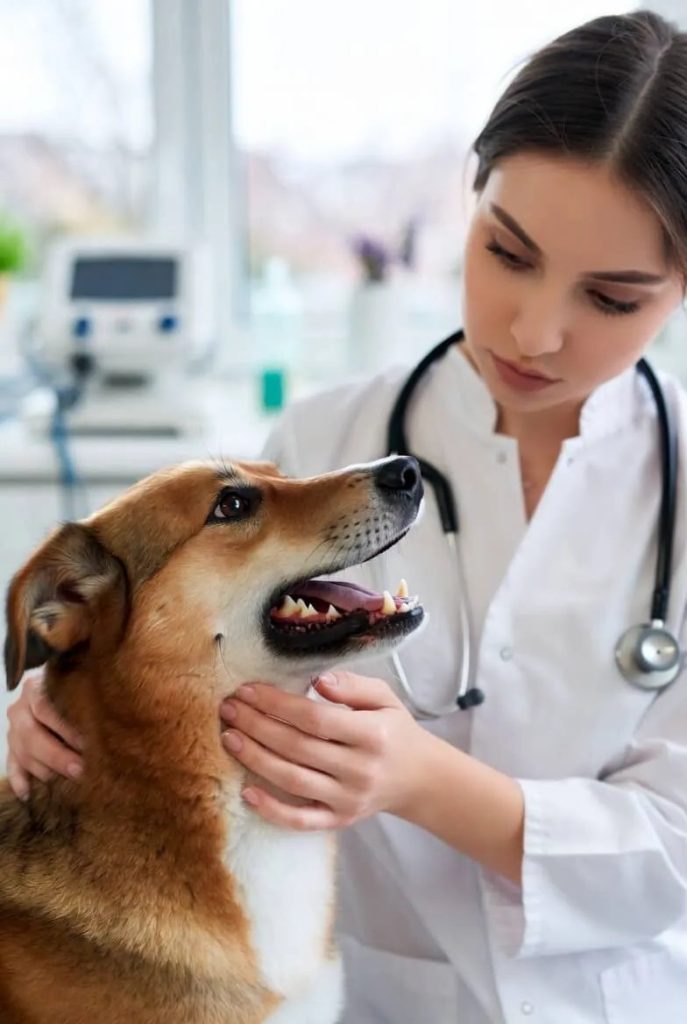 Dog Health and Common Illnesses introduction