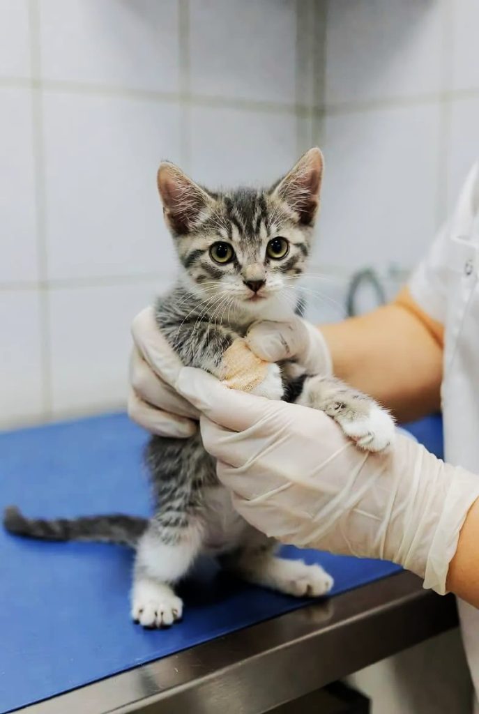 Health Care and Vet Visits