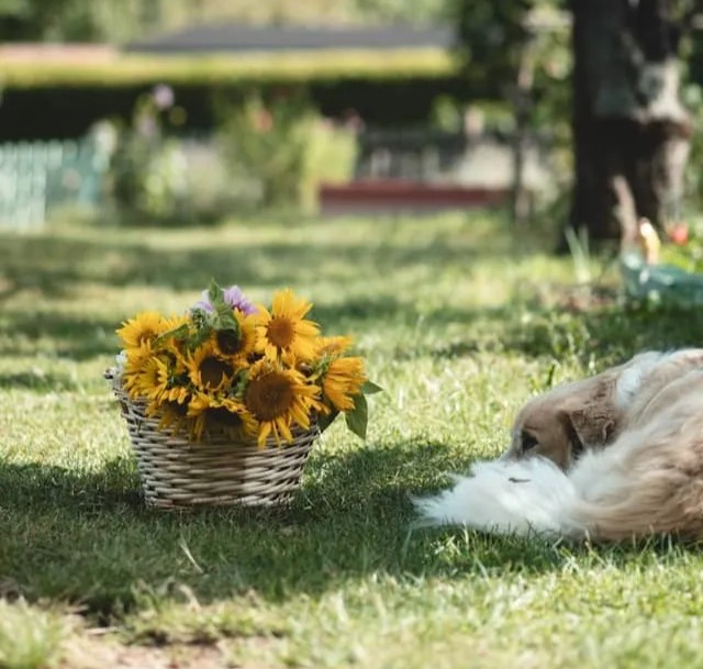 Exercise, Socialization, and Safe Environment