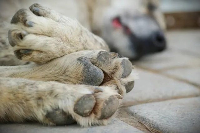 Understanding Common Pet Diseases