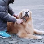 Dog grooming and hygiene Featured image