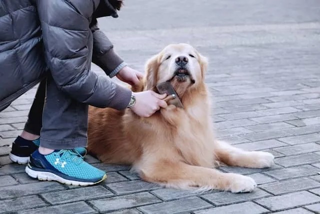 Dog grooming and hygiene Featured image