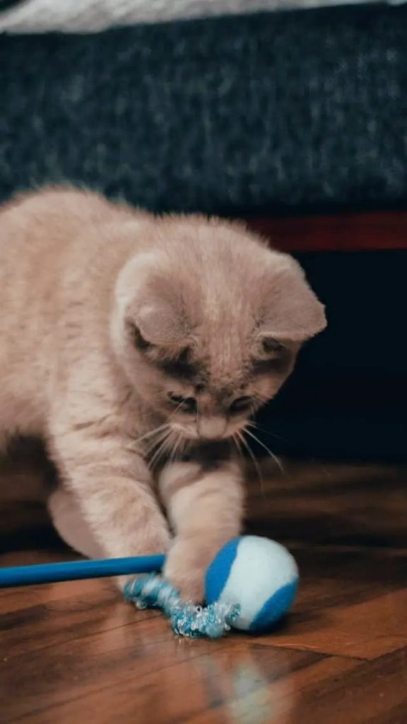 Socialization and Environmental Enrichment