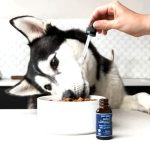 Supplements for pets Featured image