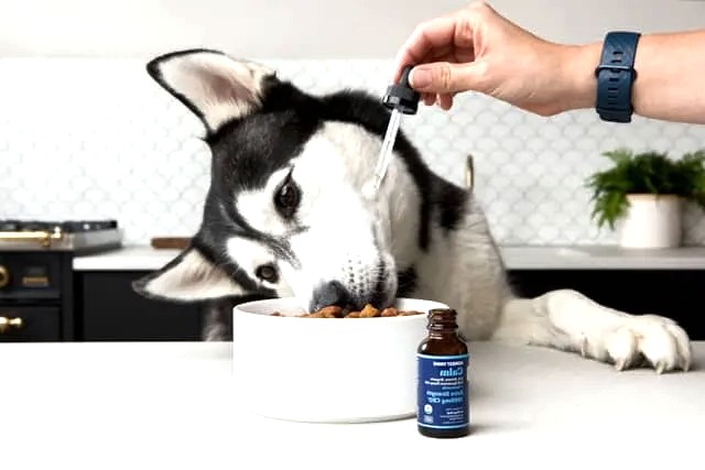 Supplements for pets Featured image