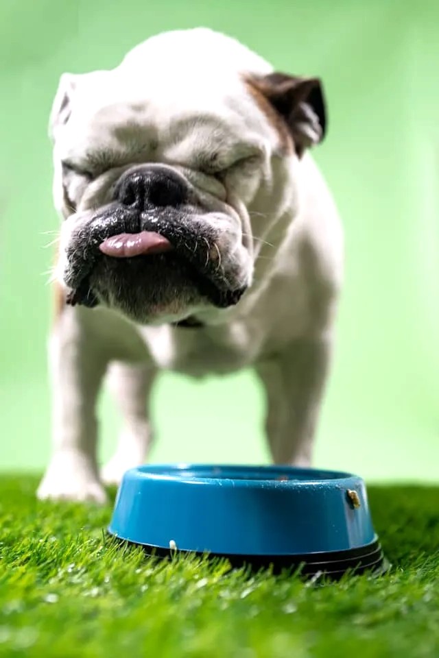 Benefits of Using Supplements for Pets