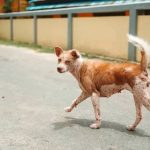 Preventing common diseases Featured image