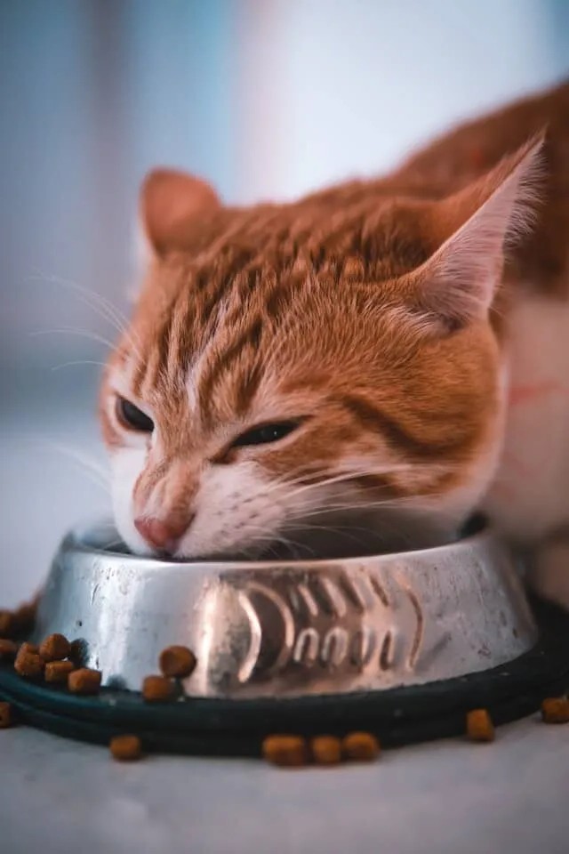 Choosing the Right Food for Your Cat