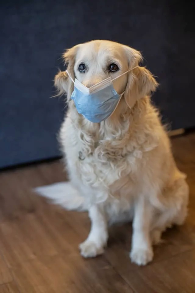 Common Pet Emergencies