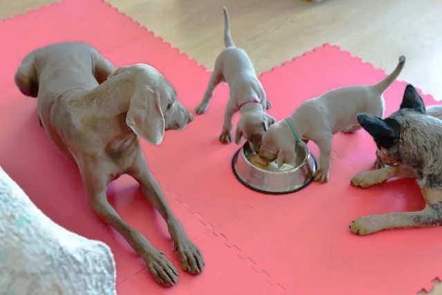 Nutrition and Feeding Essentials