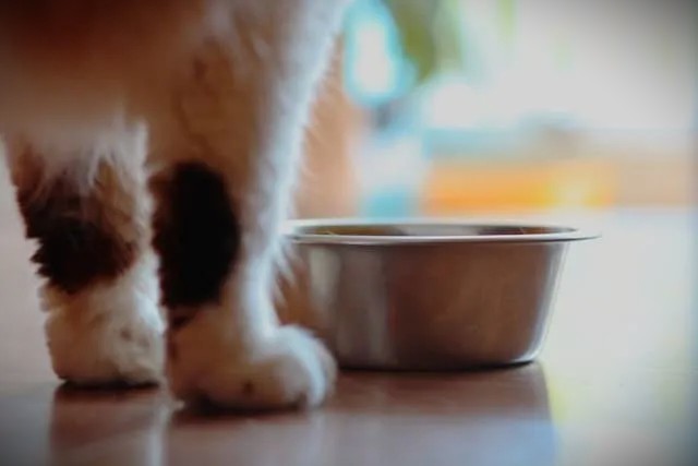 Special Diets and Health Considerations