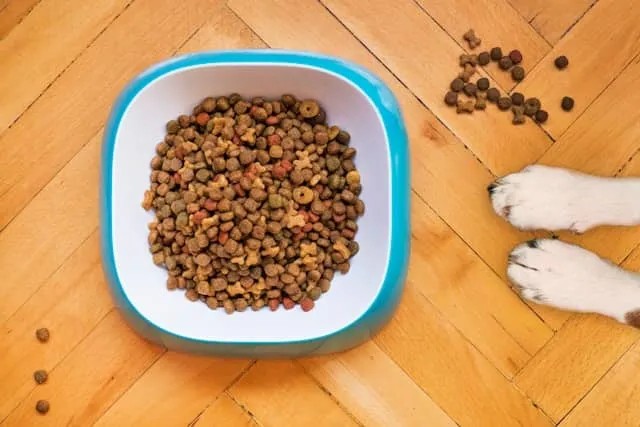 Home made pet food recipes Featured image