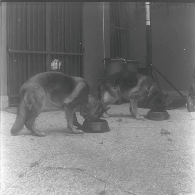 Special Considerations for Puppies, Kittens, and Senior Pets