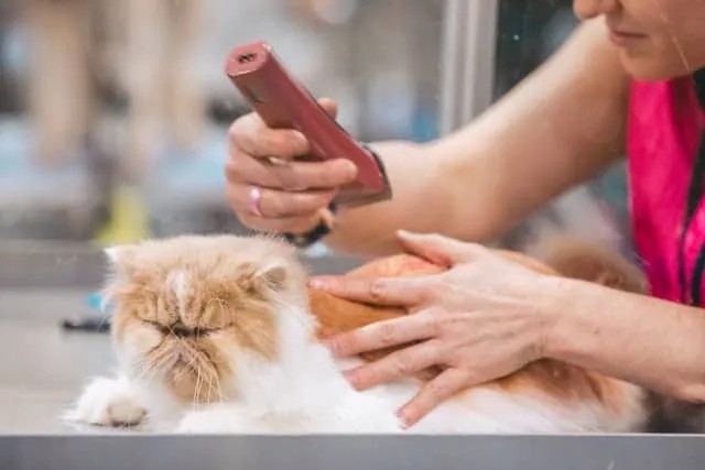 When to Consider Professional Cat Grooming