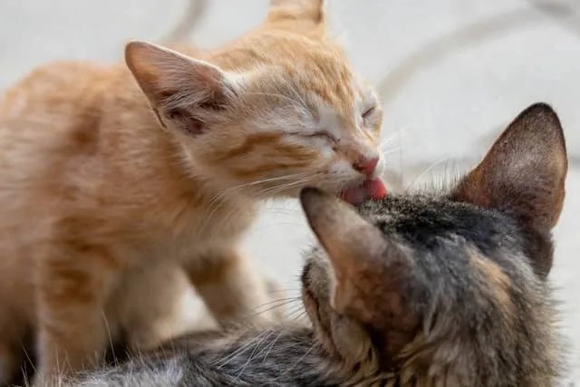 Grooming Tips for Kittens vs Adult Cats