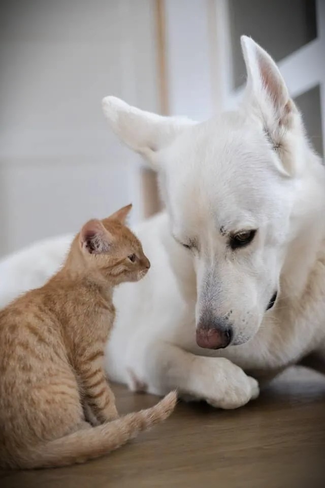 What Is a Vaccinations Guide and Why It Matters