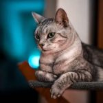 Cat health and common issues Featured image