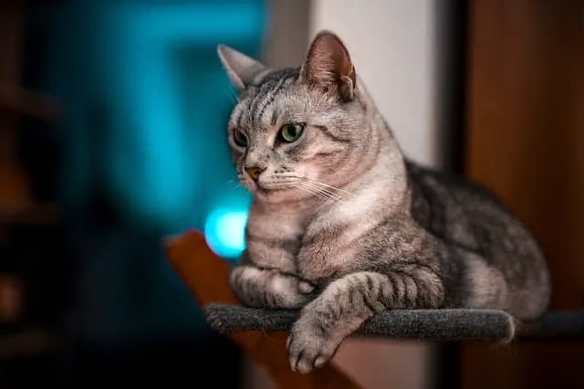 Cat health and common issues Featured image