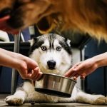 Basic dog care tips for a happy and healthy dog Featured image