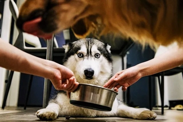 Basic dog care tips for a happy and healthy dog Featured image