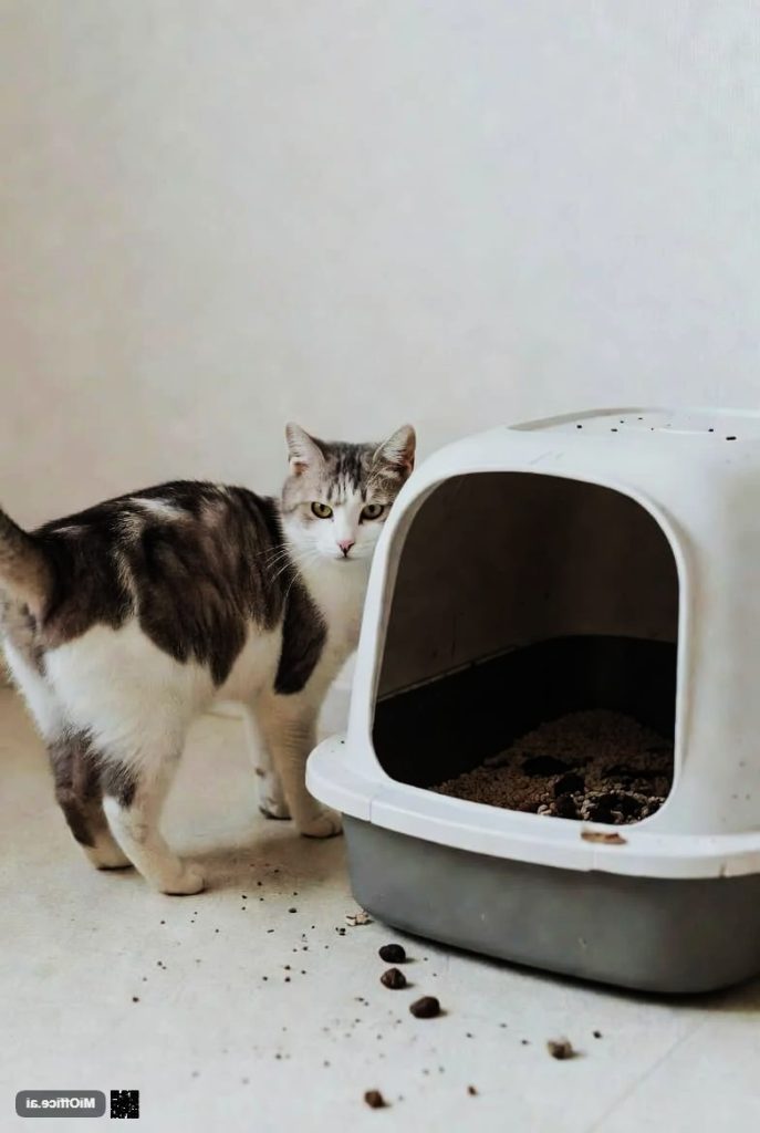 Why How Often You Should Clean a Cat’s Litter Box Matters